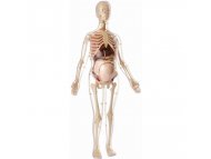PERTINI Anatomija trudne žene